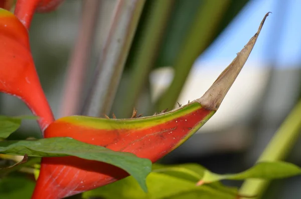 Una flor de guacamayo — Foto de Stock