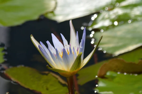 Eine Seerose — Stockfoto