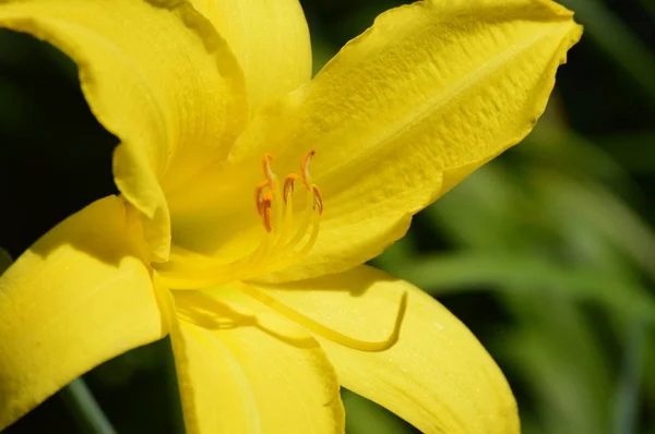 Eine Lilienblüte — Stockfoto