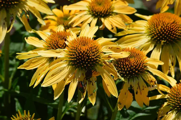 A kertben coneflower — Stock Fotó