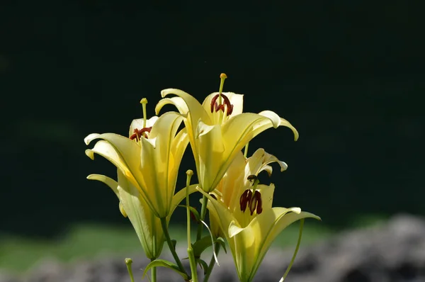 Uma flor de lírio — Fotografia de Stock