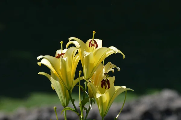 Eine Lilienblüte — Stockfoto