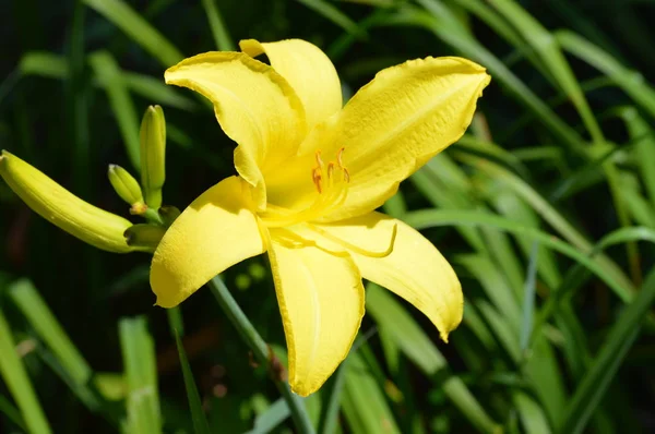 Uma flor de lírio — Fotografia de Stock