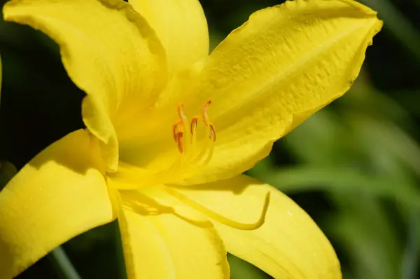 Una flor de lirio — Foto de Stock