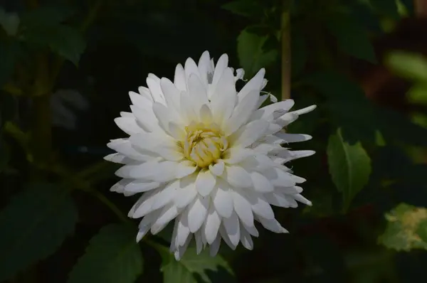 ダリアの花 — ストック写真