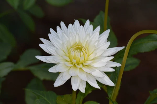 A Dahlia Flower — Stock Photo, Image