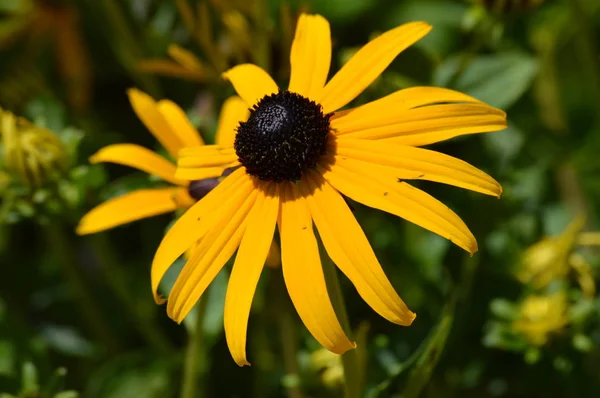 Black eyed susan — Stock Fotó