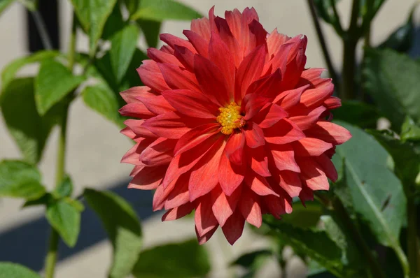 Una flor de Dalia —  Fotos de Stock