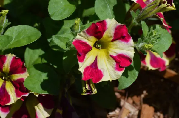 Eine Petunienblüte — Stockfoto