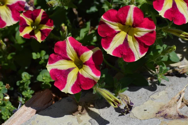 Eine Petunienblüte — Stockfoto