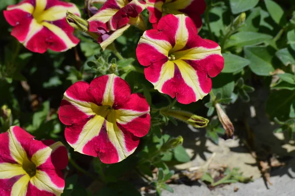 Eine Petunienblüte — Stockfoto