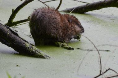 Misk sıçanı gölet