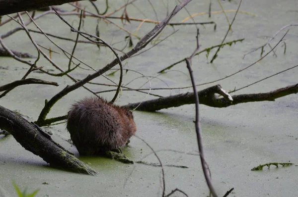 Muskusrat op de vijver — Stockfoto