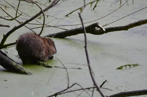 Le rat musqué à l'étang — Photo