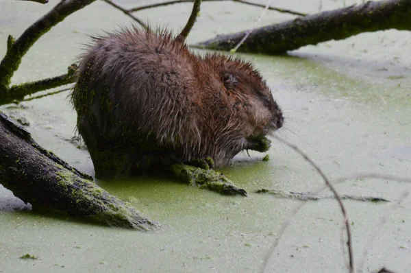 Rata almizclera en el estanque — Foto de Stock
