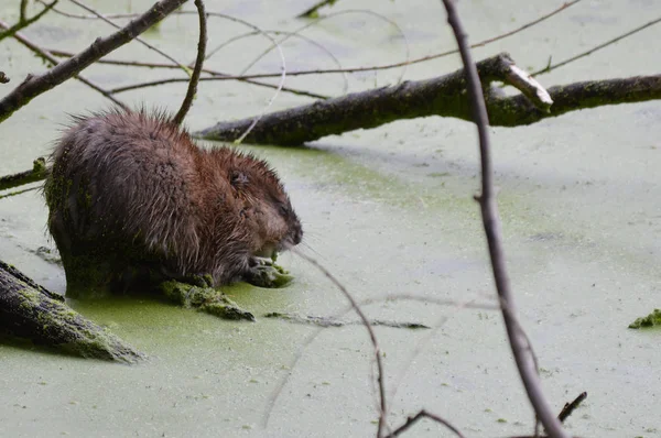 Muskusrat op de vijver — Stockfoto