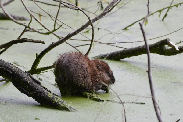 Bisamratte am Teich — Stockfoto