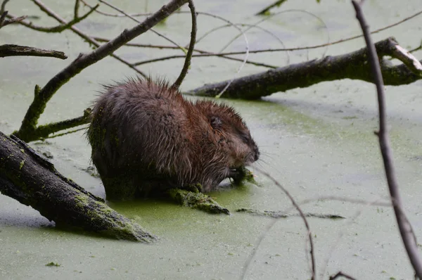 Muskusrat op de vijver — Stockfoto