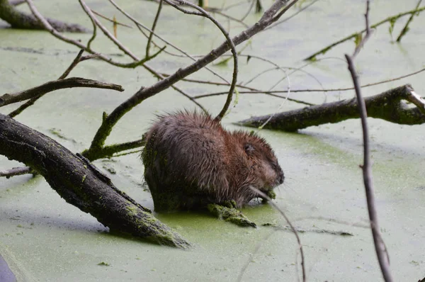 Muskusrat op de vijver — Stockfoto