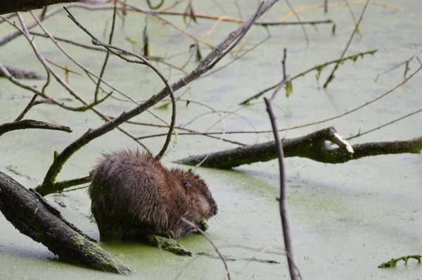 Bisamratte am Teich — Stockfoto