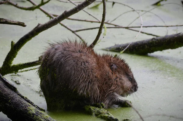 Muskusrat op de vijver — Stockfoto