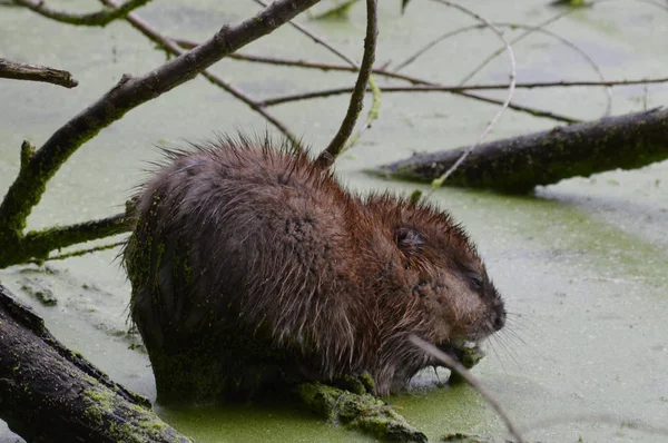 Rata almizclera en el estanque —  Fotos de Stock