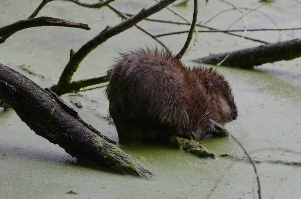 Muskusrat op de vijver — Stockfoto