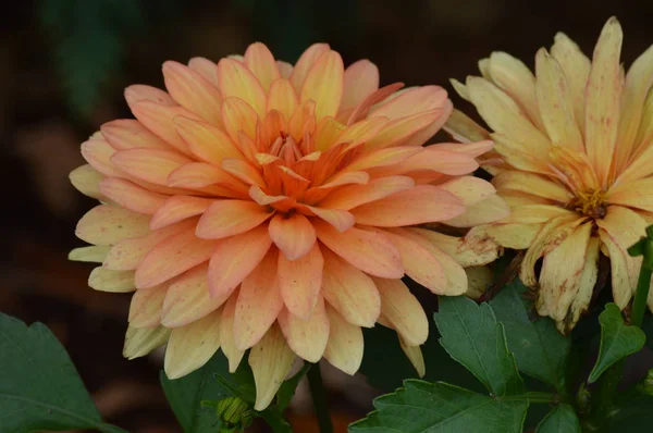 Een bloem Dahlia — Stockfoto