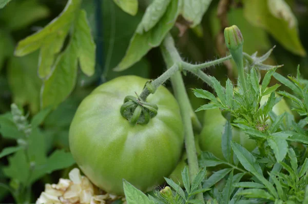 Domates bahçede.
