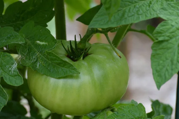Tomato in the garden — Stock Photo, Image