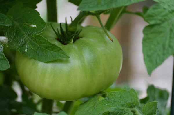 Tomato in the garden — Stock Photo, Image