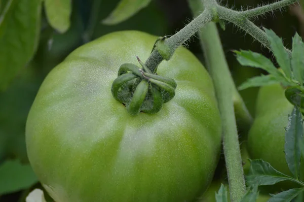 Pomidor w ogrodzie — Zdjęcie stockowe