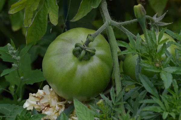 Tomato in the garden — Stock Photo, Image