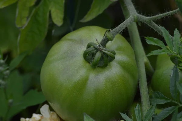 花园里的西红柿 — 图库照片