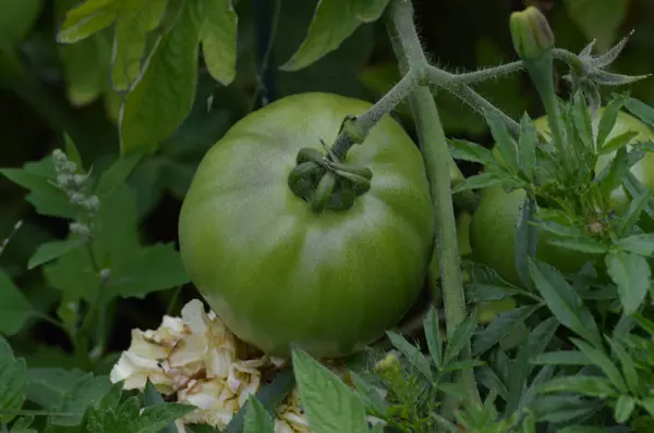 Tomato in the garden — Stock Photo, Image