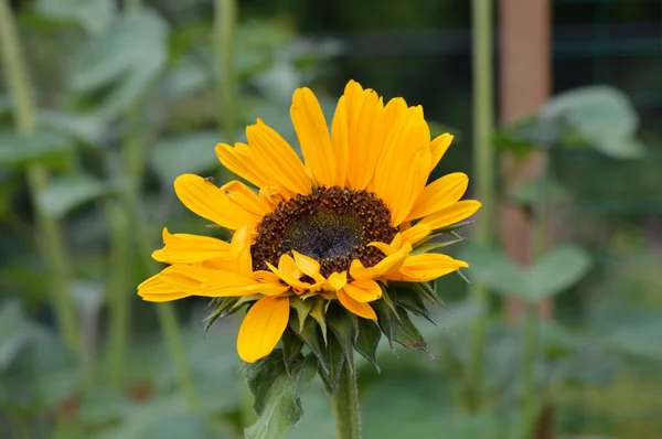 Girasol en el jardín —  Fotos de Stock