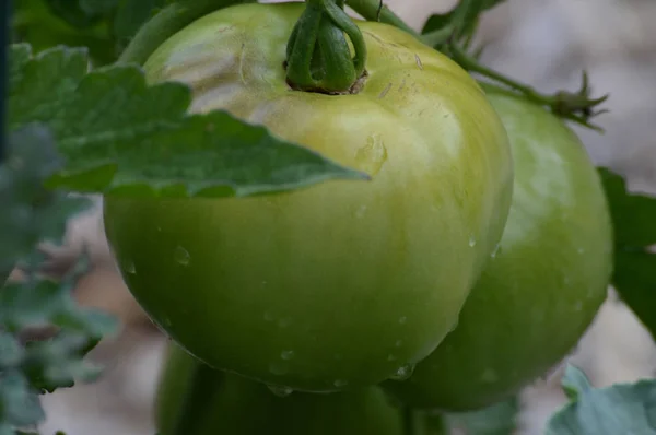 Tomat i trädgården — Stockfoto
