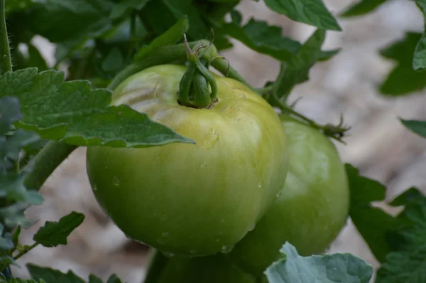 Tomato in the garden — Stock Photo, Image