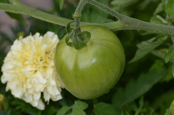Ντομάτα στον κήπο — Φωτογραφία Αρχείου