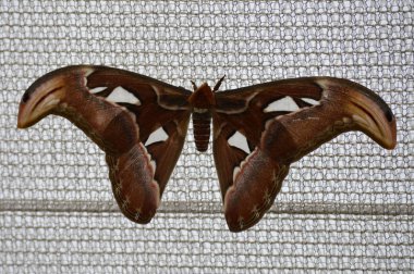 Güve bir kafes net üzerinde