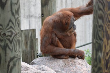 Bir dişi Orangutan