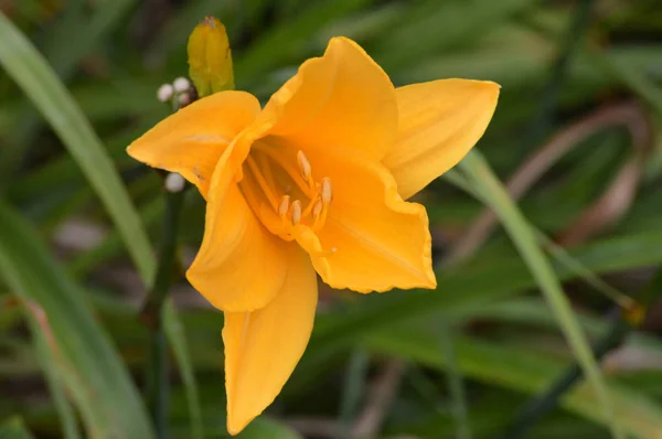 Uma flor de lírio — Fotografia de Stock