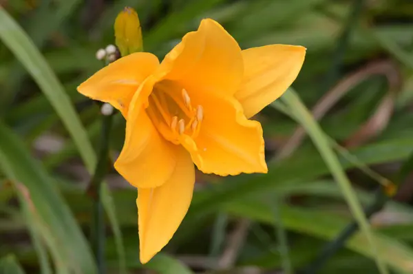 Eine Lilienblüte — Stockfoto