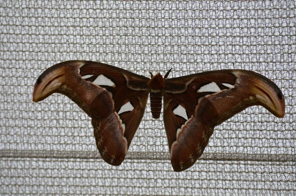 Güve bir kafes net üzerinde