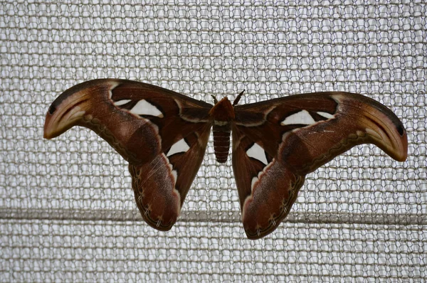 Moth on a mesh net — Stock Photo, Image