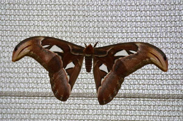 Papillon de nuit sur un filet maillé — Photo