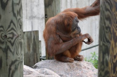 Bir dişi Orangutan
