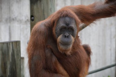 Bir dişi Orangutan