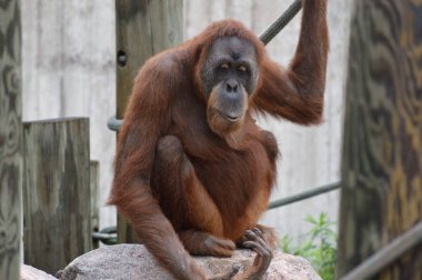 Bir dişi Orangutan
