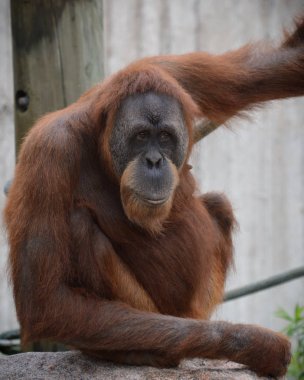 Bir dişi Orangutan